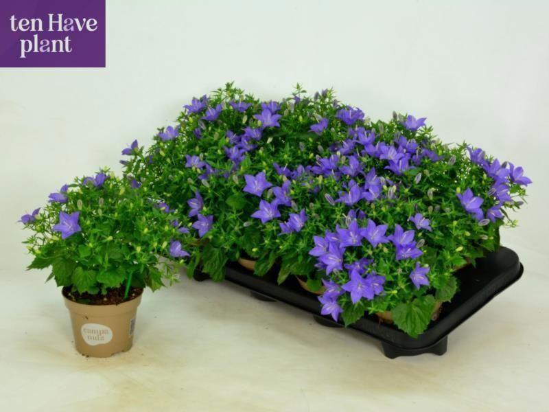 Горшечные цветы и растения оптом Camp Is Napoli от 8шт (для телеги) из Голландии с доставкой по России