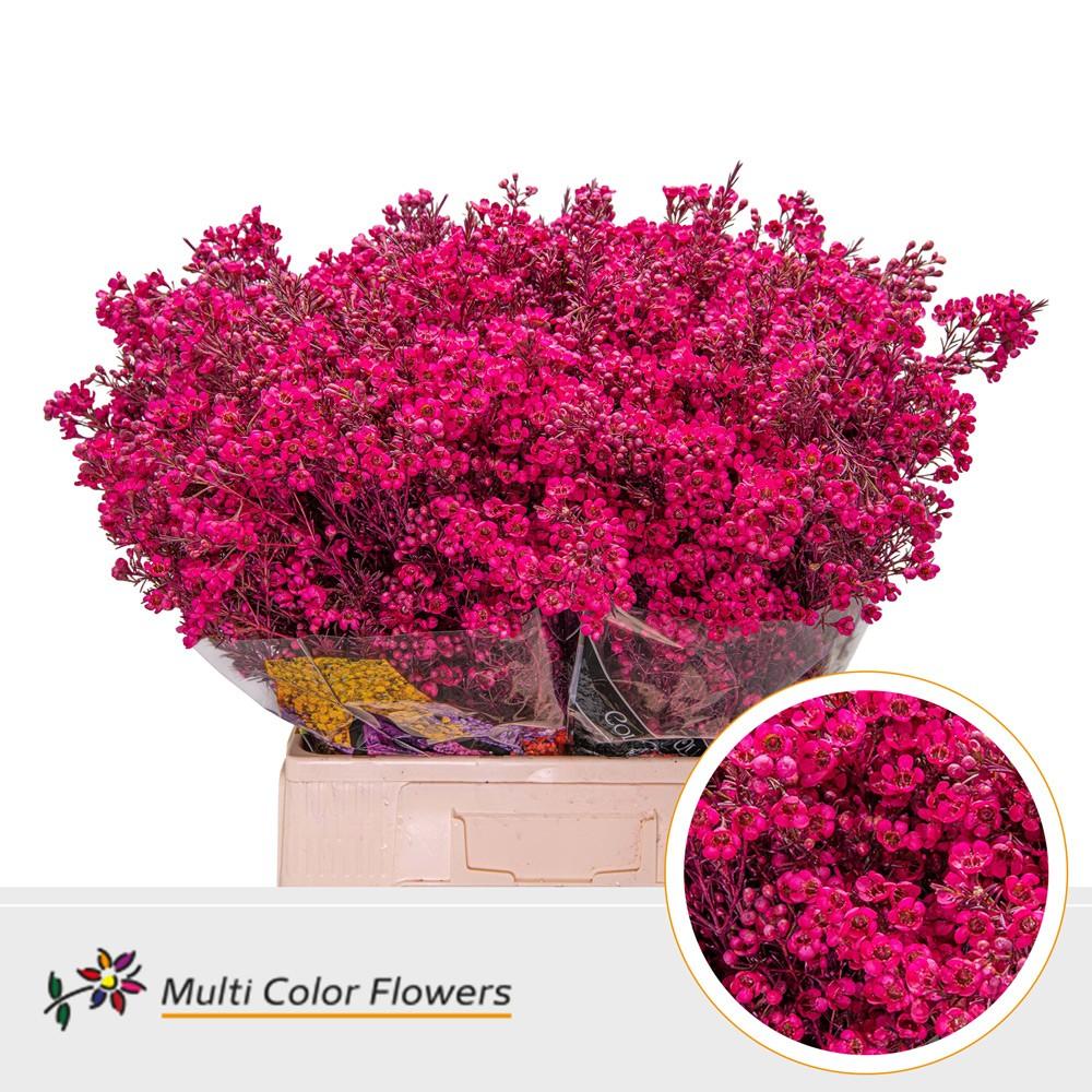 Срезанные цветы оптом Chamelaucium paint erica от 100шт из Голландии с доставкой по России