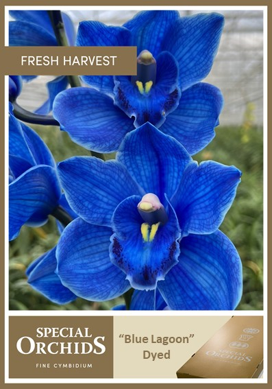 Срезанные цветы оптом Cymbidium paint blue lagoon от 8шт. из Голландии с доставкой по России