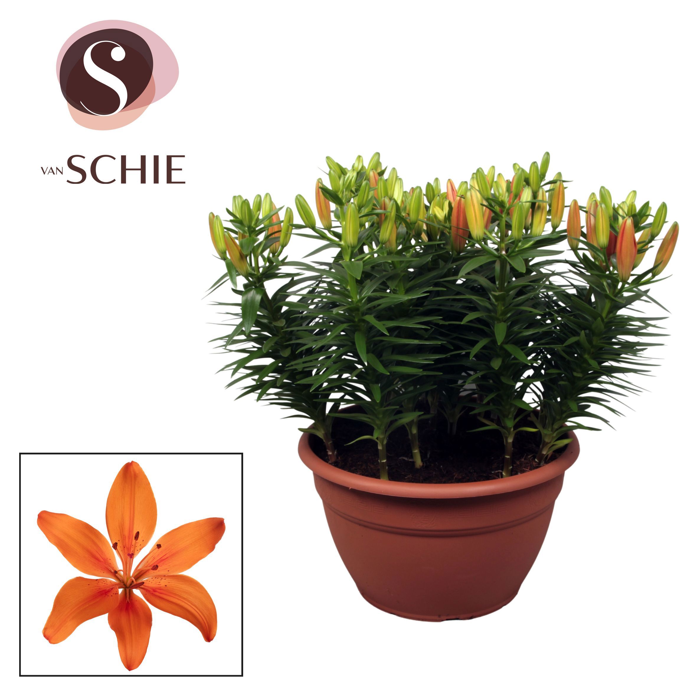 Горшечные цветы и растения оптом Lilium As Matrix Orange Xl 15pp от 1шт из Голландии с доставкой по России