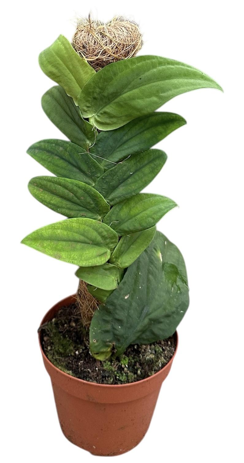 Горшечные цветы и растения оптом Rhapidpaphora Korthalsii от 1шт из Голландии с доставкой по России