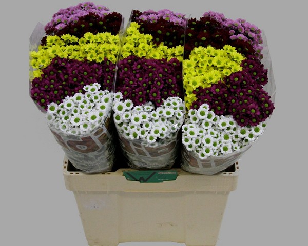 Срезанные цветы оптом Chrys sa madiba 5 colour rainbow от 75шт из Голландии с доставкой по России