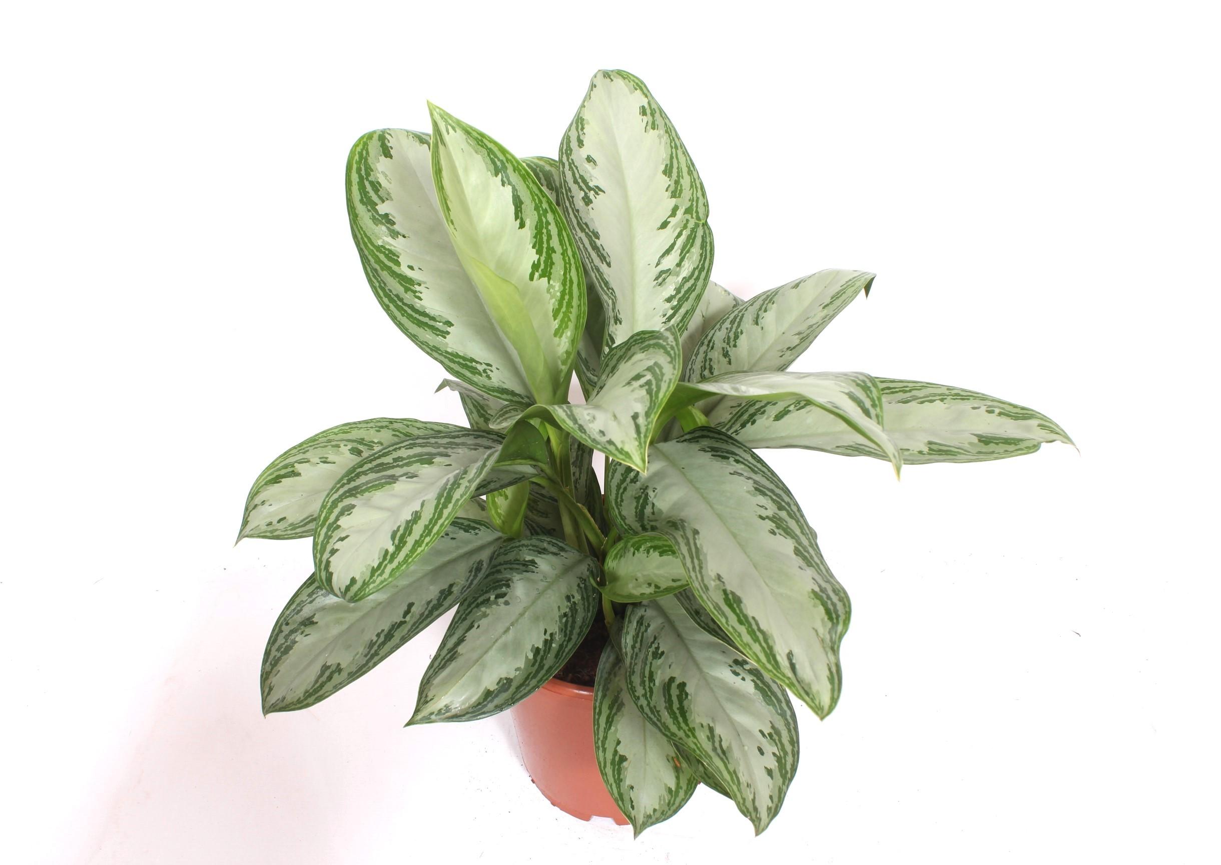 Горшечные цветы и растения оптом Aglaonema Silver Bay A от 1шт из Голландии с доставкой по России