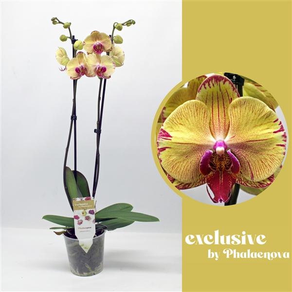 Горшечные цветы и растения оптом Phal 2st Daria 16+ (phalaenova) от 10шт из Голландии с доставкой по России