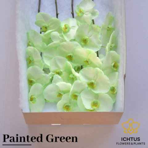 Срезанные цветы оптом Phalaenopsis paint green от 4шт. из Голландии с доставкой по России