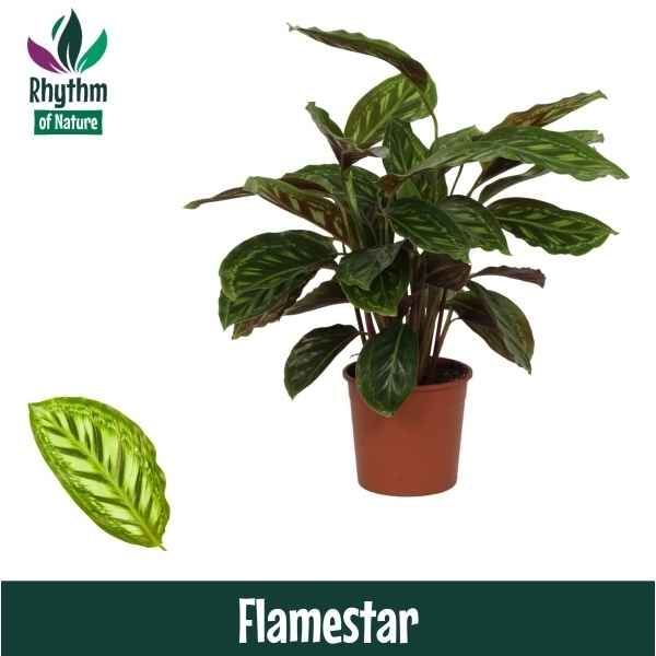 Горшечные цветы и растения оптом Calathea Flamestar (rhythm Of Nature) от 8шт из Голландии с доставкой по России