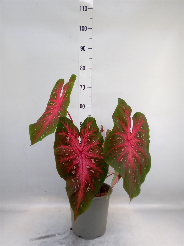 Горшечные цветы и растения оптом Caladium   ... от 1шт из Голландии с доставкой по России