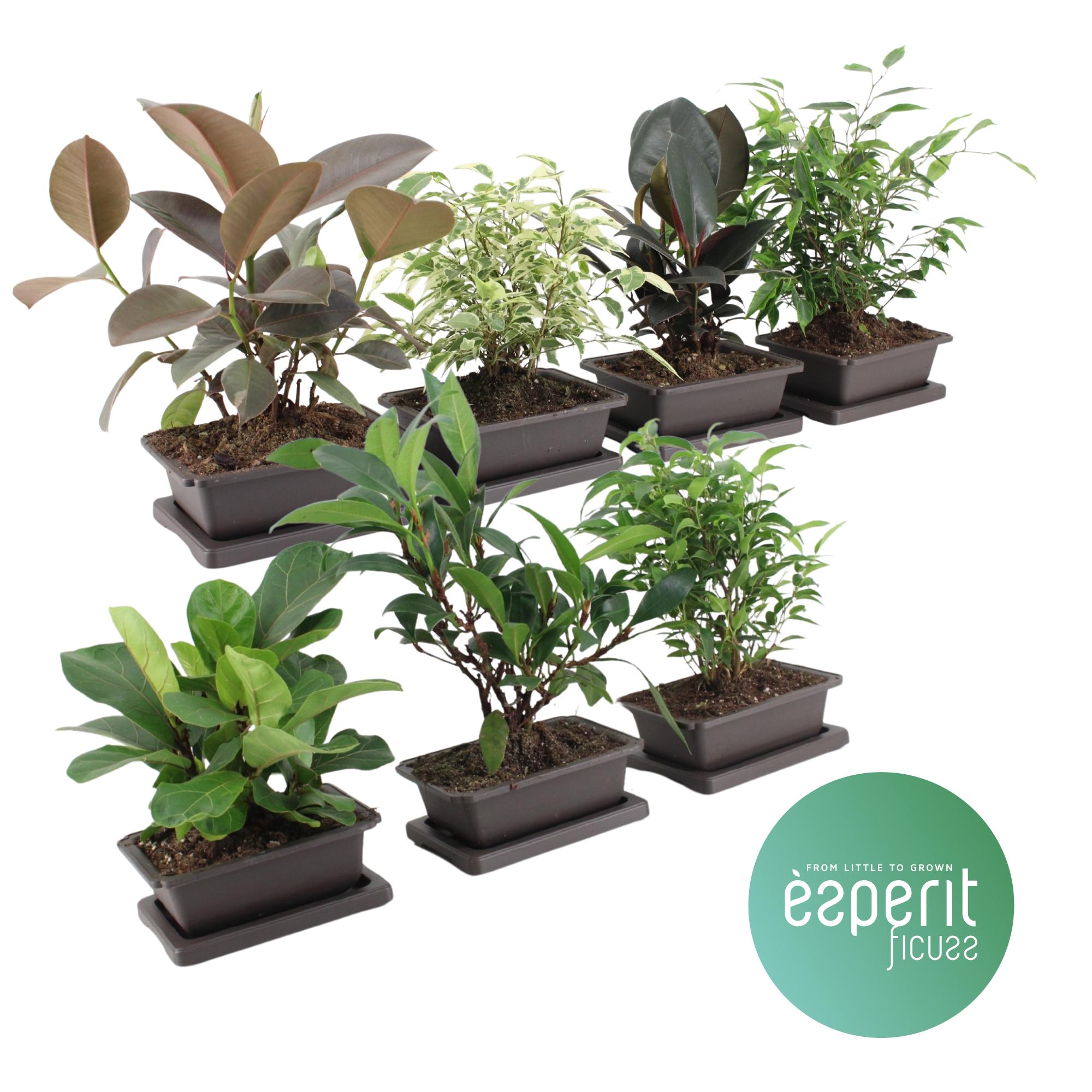 Горшечные цветы и растения оптом Ficus Zensai® Mix 5-7 Srt. Bonsai от 7шт из Голландии с доставкой по России