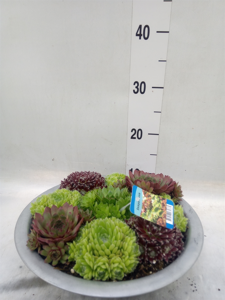Горшечные цветы и растения оптом Sempervivum   ... от 1шт из Голландии с доставкой по России