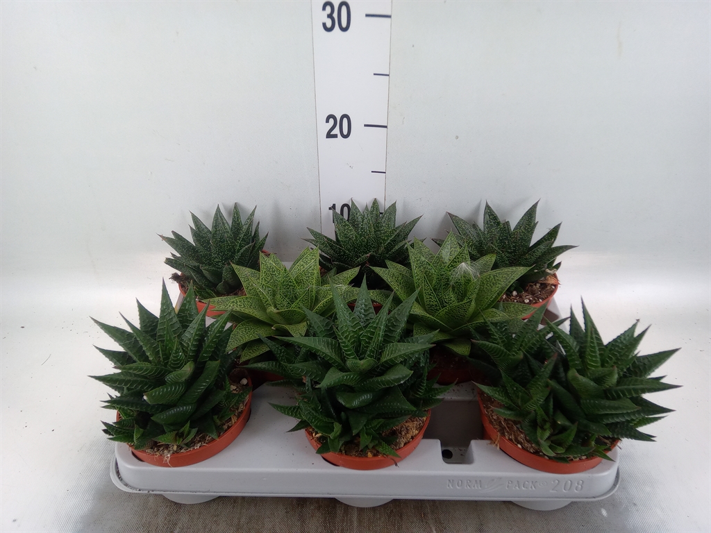 Горшечные цветы и растения оптом Aloe   ...mix от 8шт из Голландии с доставкой по России