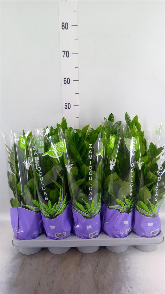 Горшечные цветы и растения оптом Zamioculcas Zamiifolia от 10шт из Голландии с доставкой по России
