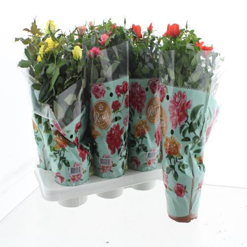 Горшечные цветы и растения оптом Rosa Favourite Mix 4kl. от 8шт из Голландии с доставкой по России