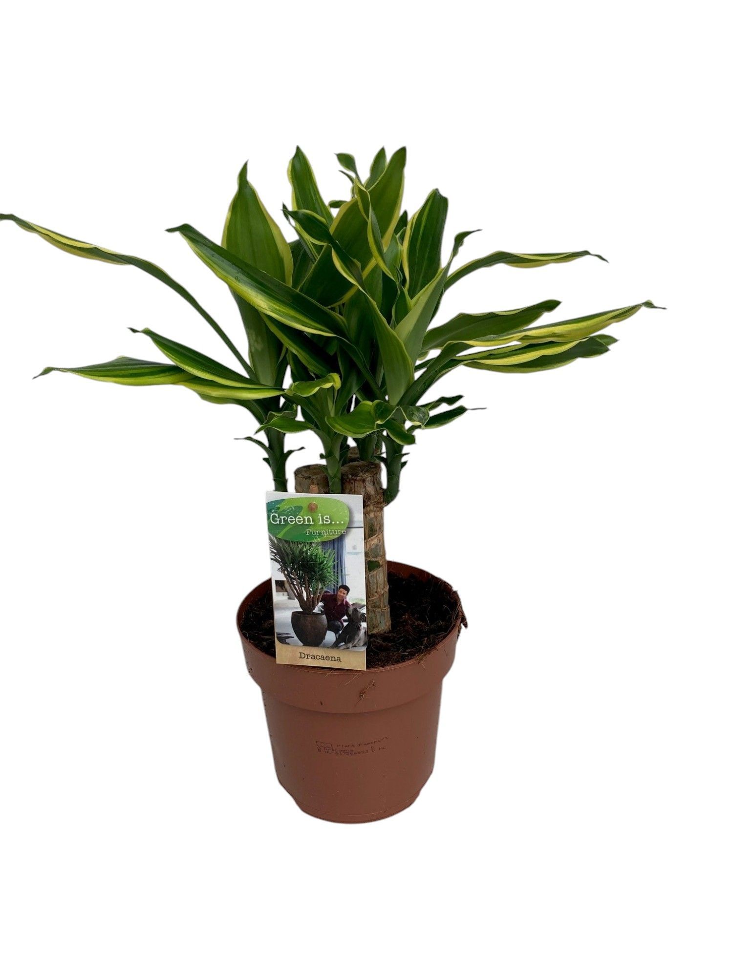 Горшечные цветы и растения оптом Dracaena Golden Coast Carroussel от 1шт из Голландии с доставкой по России