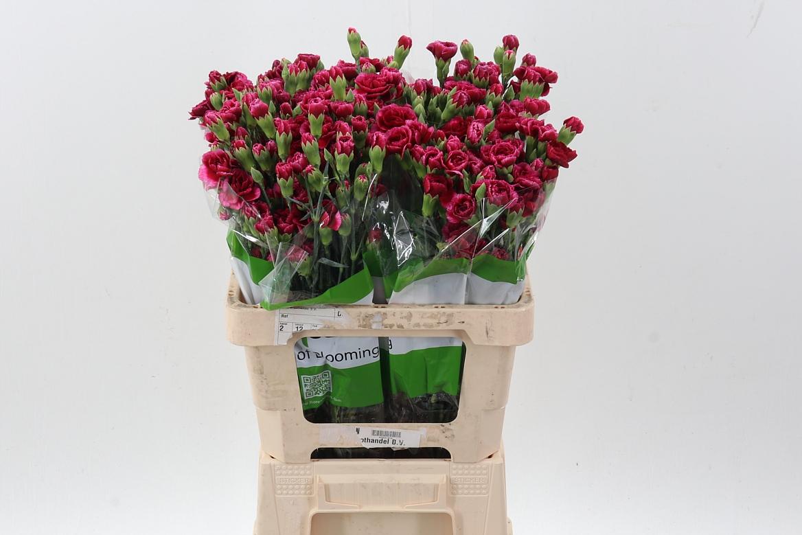 Срезанные цветы оптом Dianthus sp royal tessino от 100шт из Голландии с доставкой по России