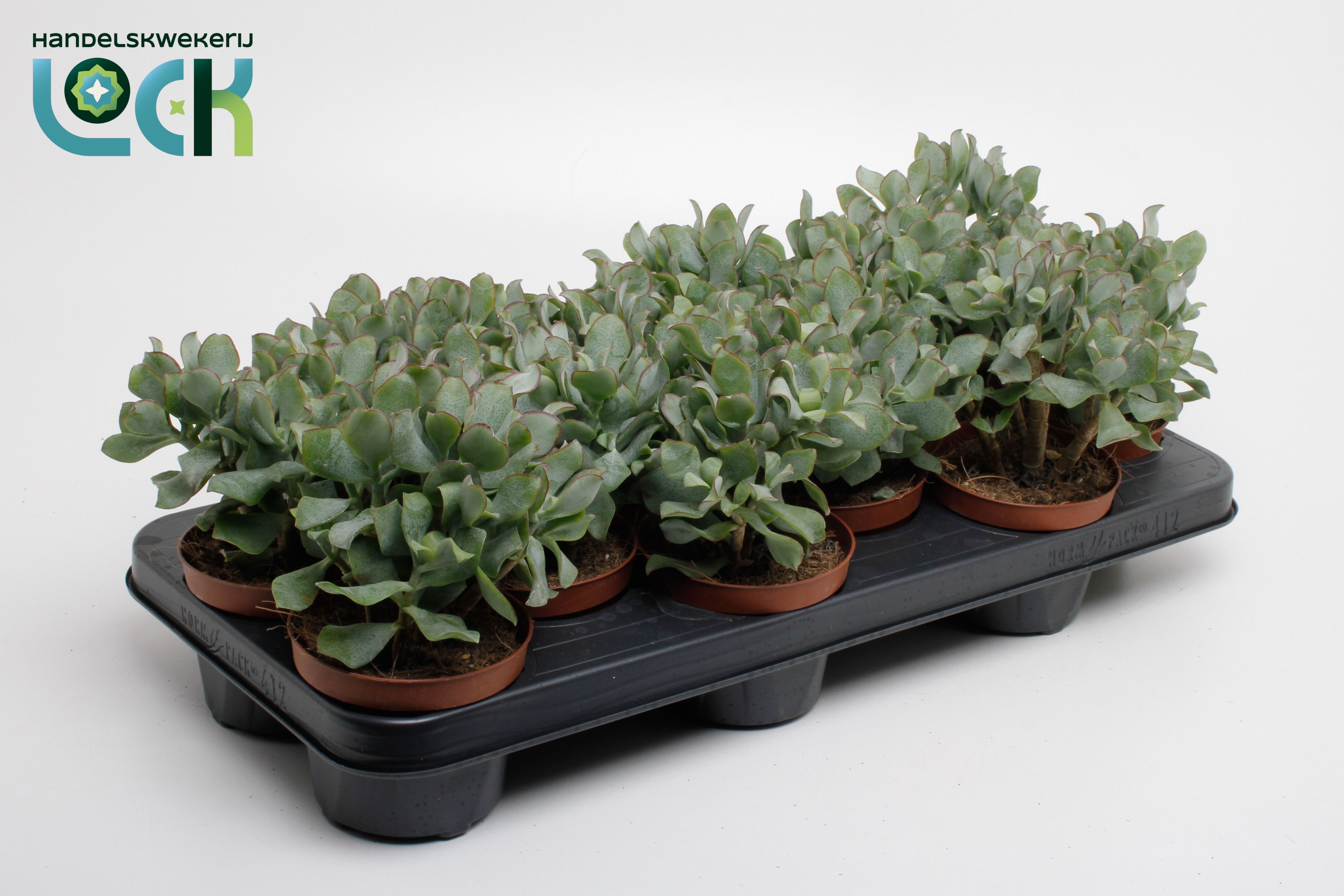 Горшечные цветы и растения оптом Crassula Arborensis Cristaat от 9шт из Голландии с доставкой по России