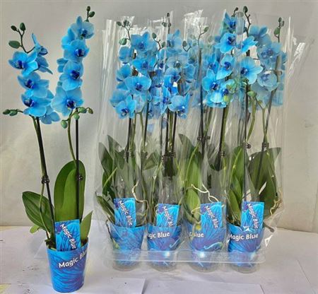 Горшечные цветы и растения оптом Phal **paint** Blue 2 Branche 16+ от 8шт (для телеги) из Голландии с доставкой по России