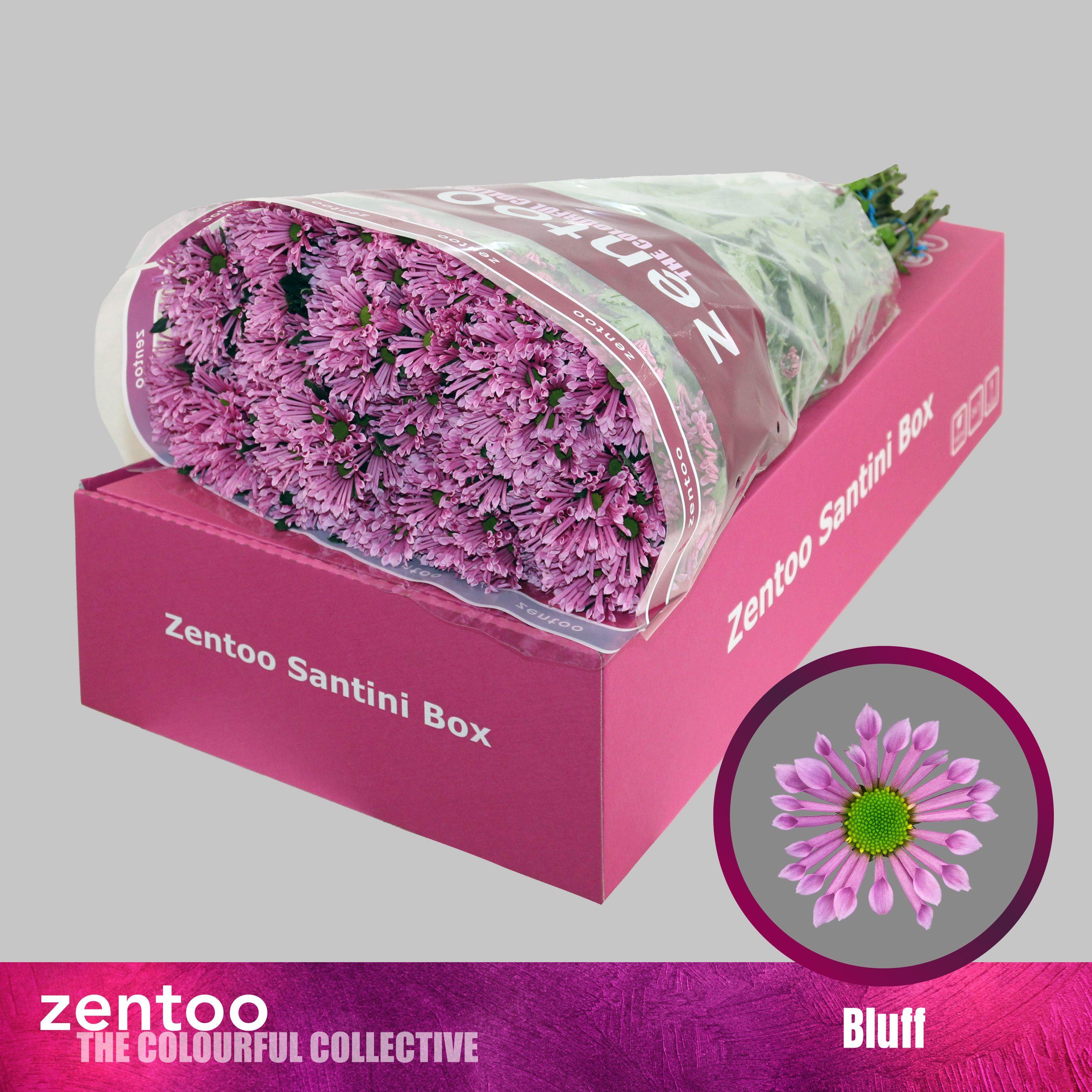 Срезанные цветы оптом Chrys sa bluff от 25шт из Голландии с доставкой по России