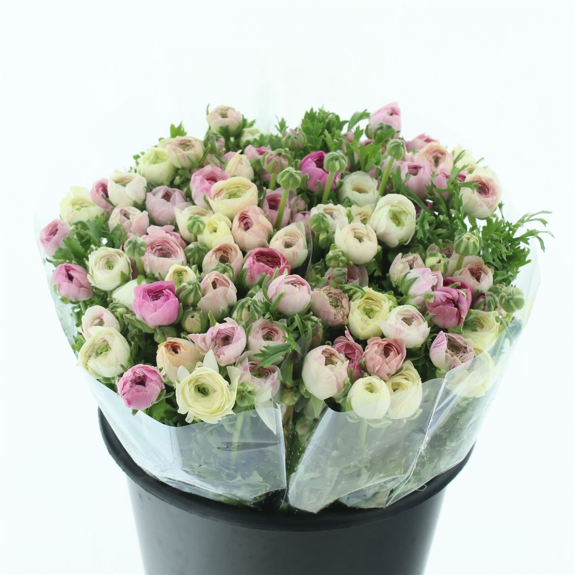 Срезанные цветы оптом Ranunculus white sfumato от 100шт из Голландии с доставкой по России