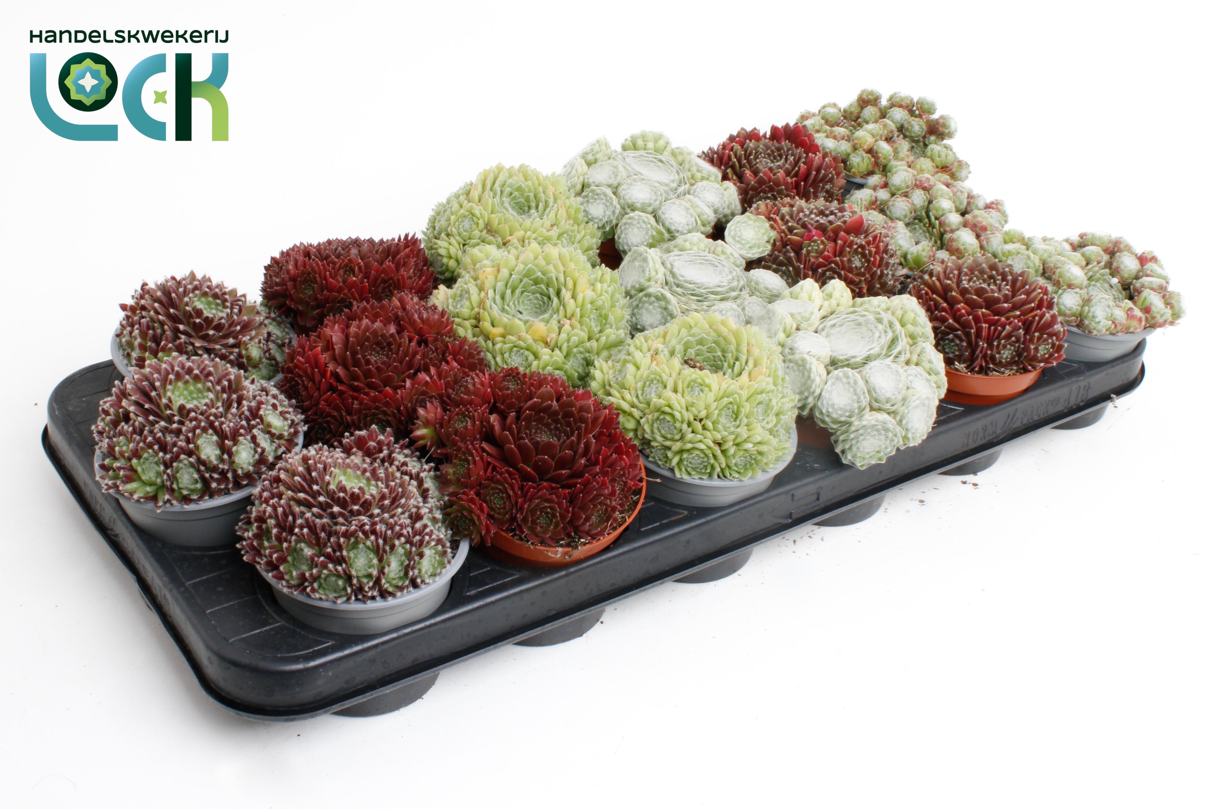 Горшечные цветы и растения оптом Sempervivum Mix от 12шт (для телеги) из Голландии с доставкой по России
