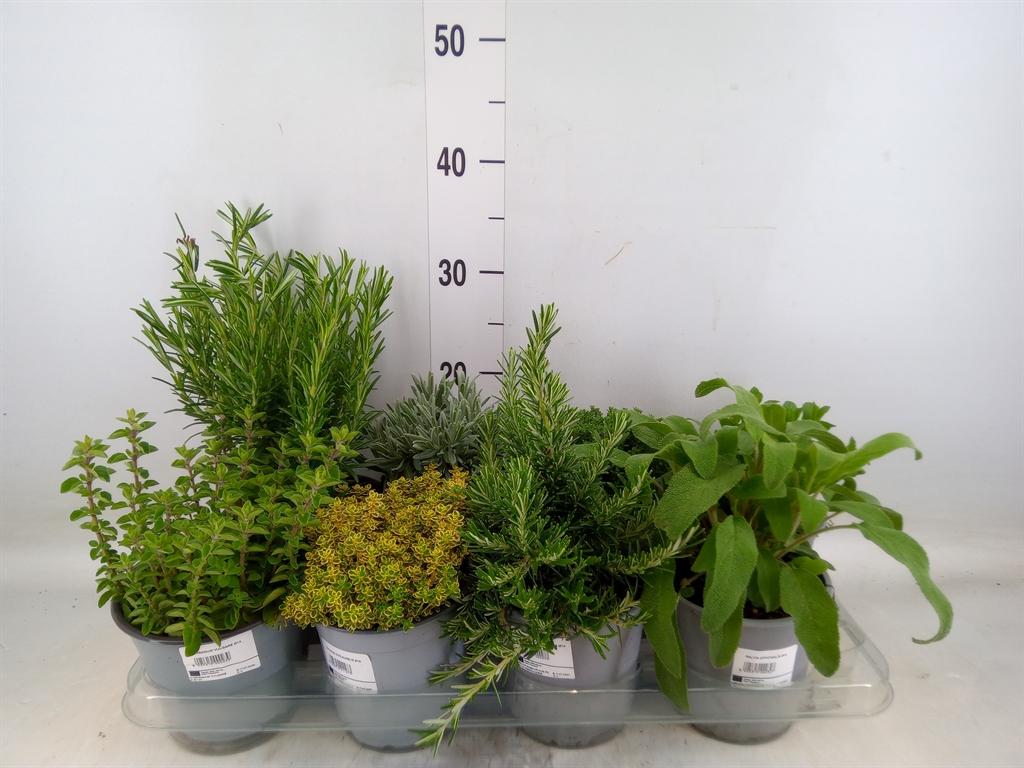 Горшечные цветы и растения оптом Tuinkruiden   ...mix от 8шт из Голландии с доставкой по России