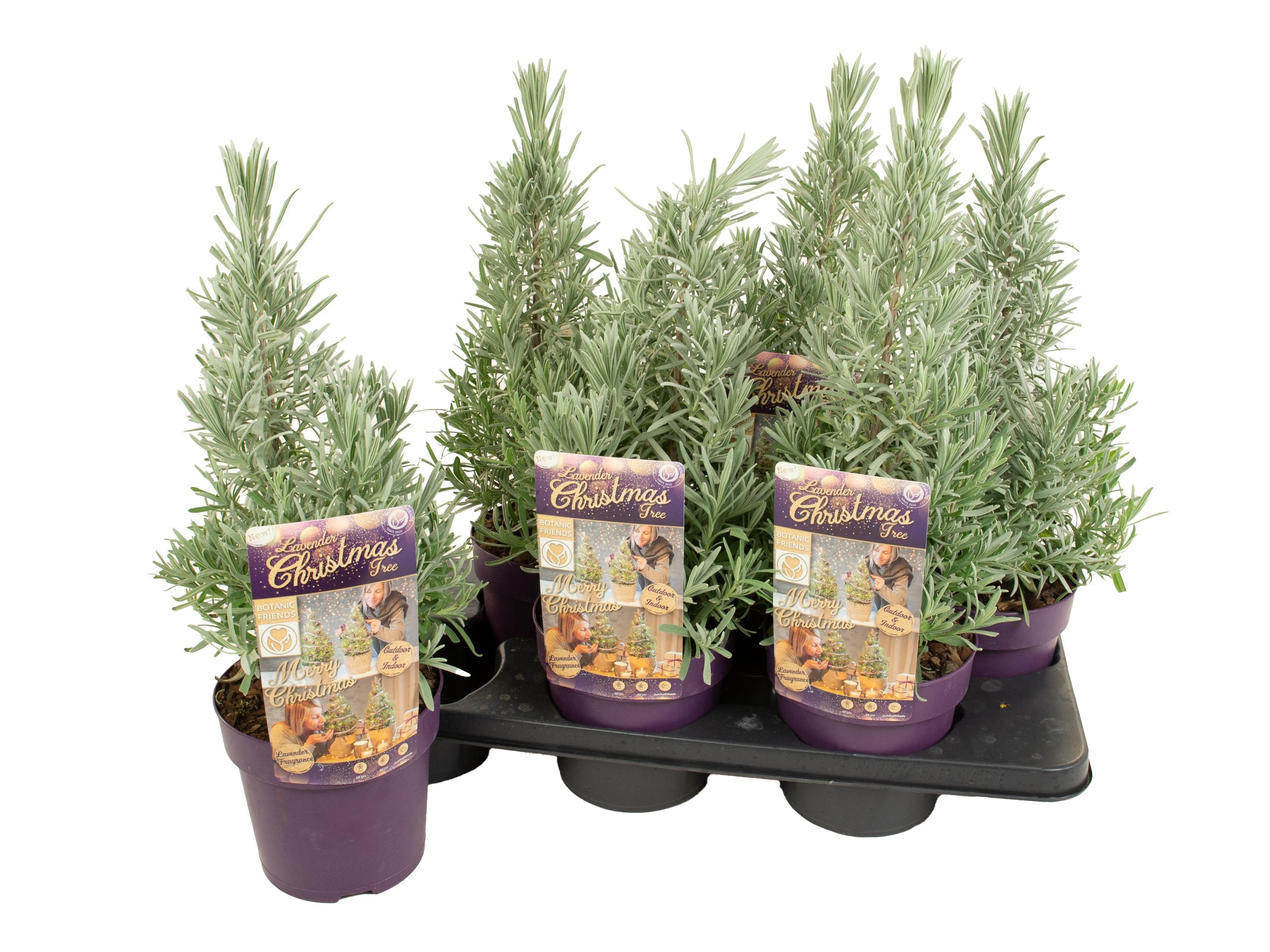 Горшечные цветы и растения оптом Lavan Angustifolia от 6шт из Голландии с доставкой по России