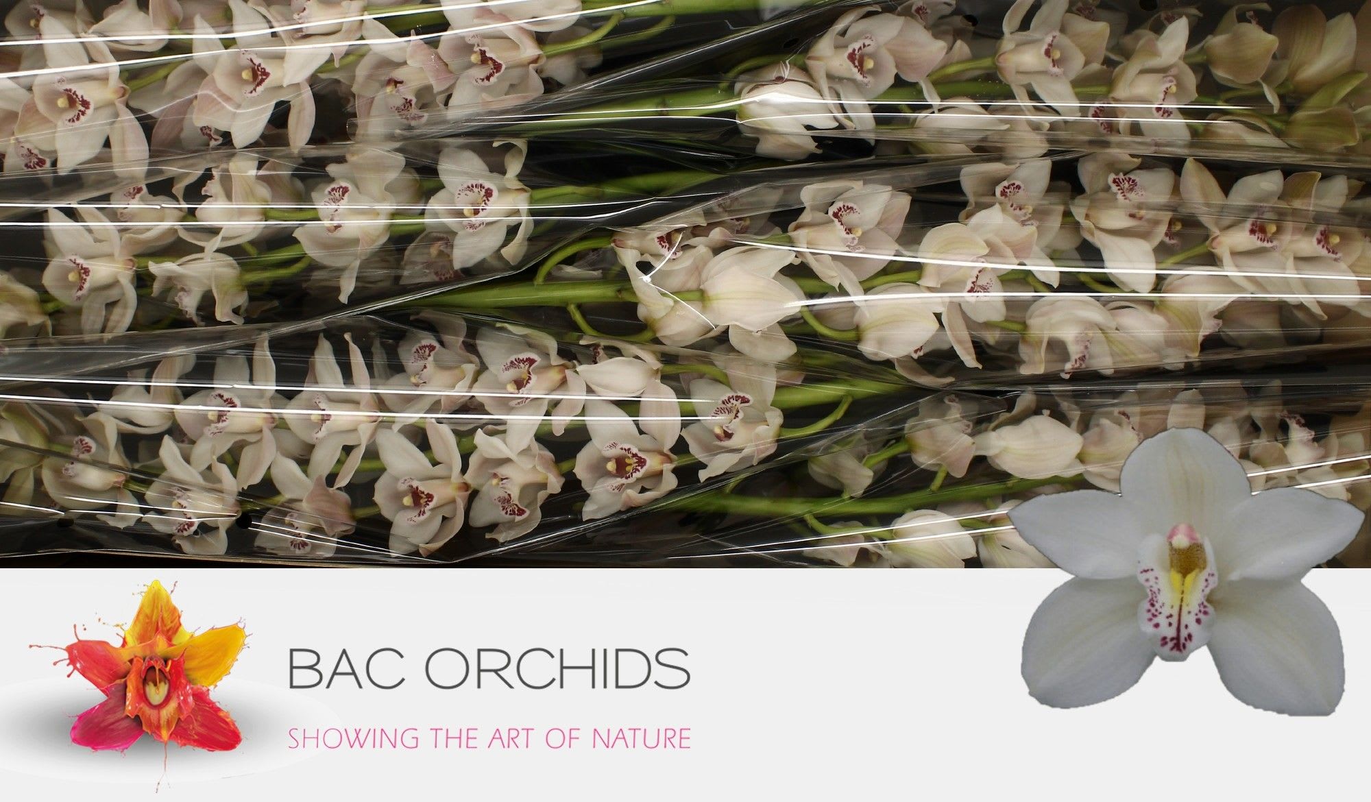 Срезанные цветы оптом Cymbidium white cascade от 6шт.. из Голландии с доставкой по России