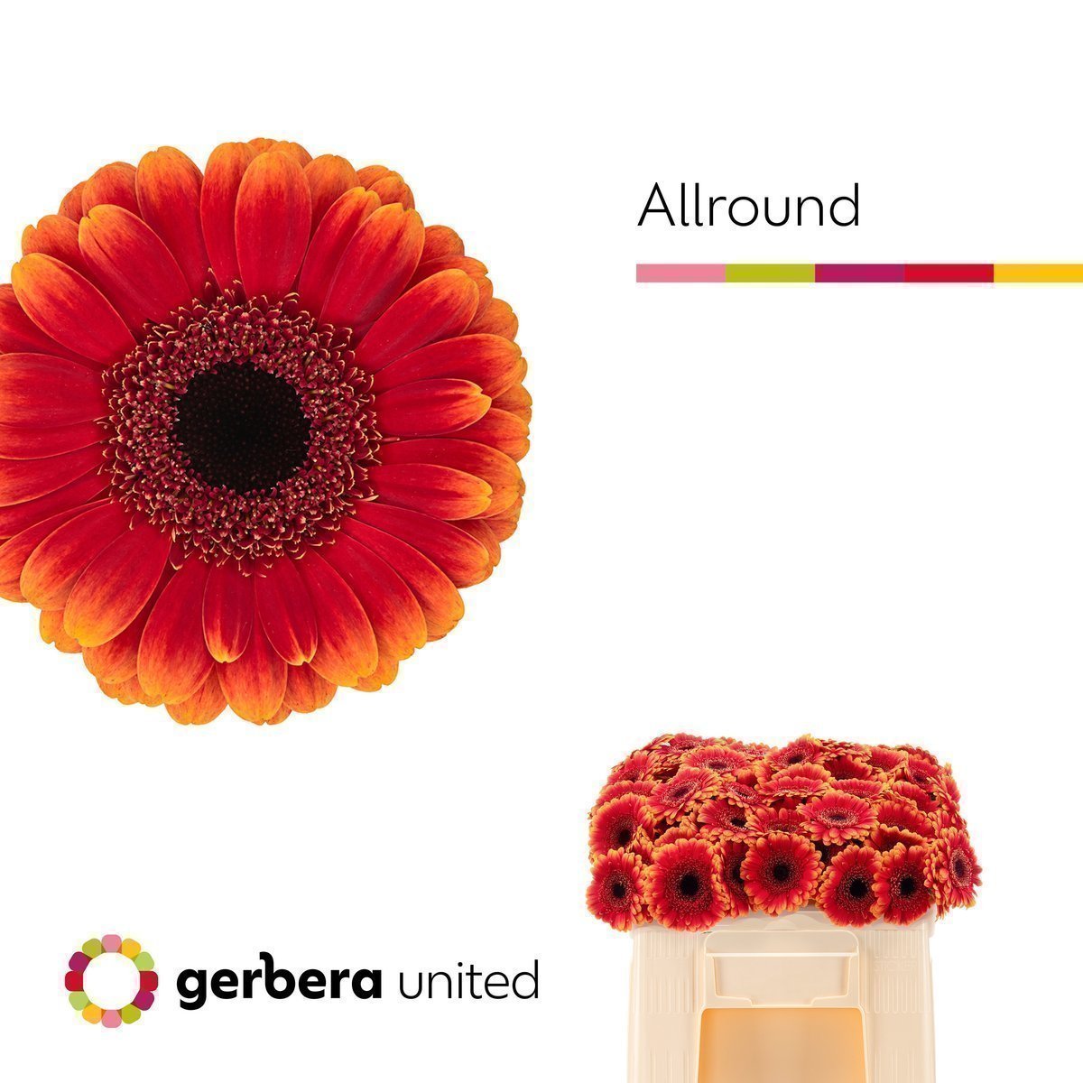 Срезанные цветы оптом Germini allround от 60шт. из Голландии с доставкой по России