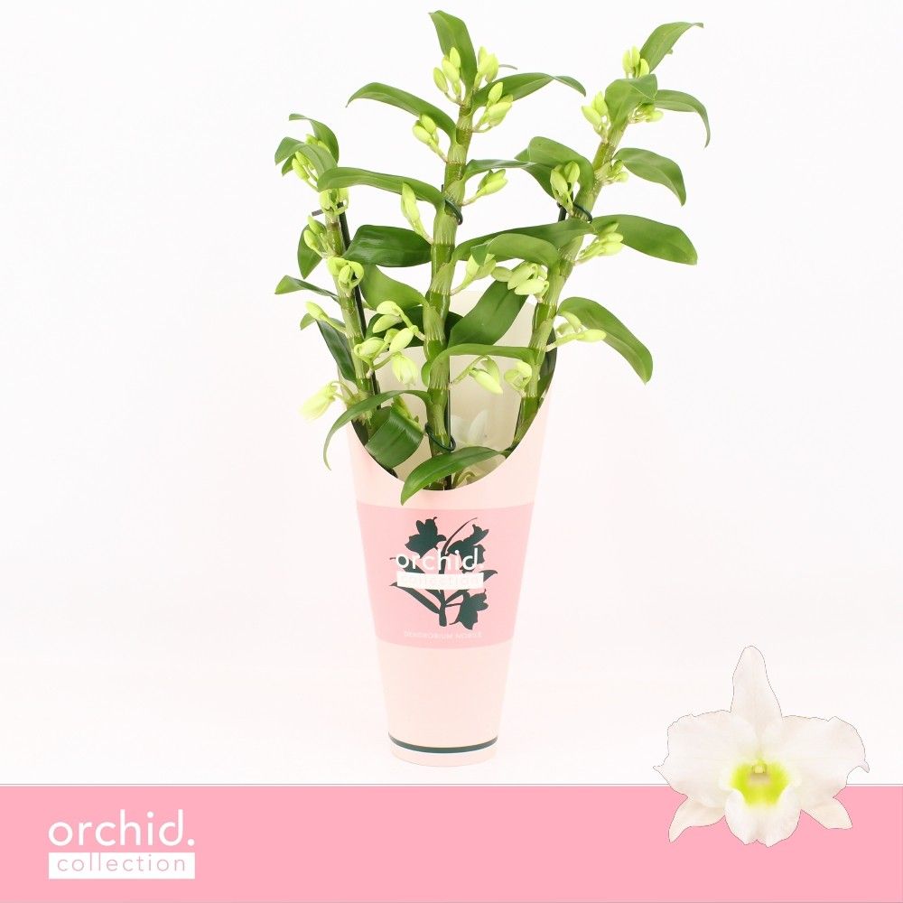 Горшечные цветы и растения оптом Dendr Nob 3st Apollon Orchid от 6шт из Голландии с доставкой по России