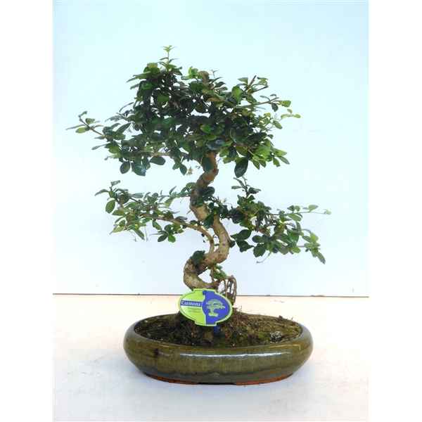 Горшечные цветы и растения оптом Bonsai Carmona Macrophylla, 29cm., Shape, Without от 3шт из Голландии с доставкой по России