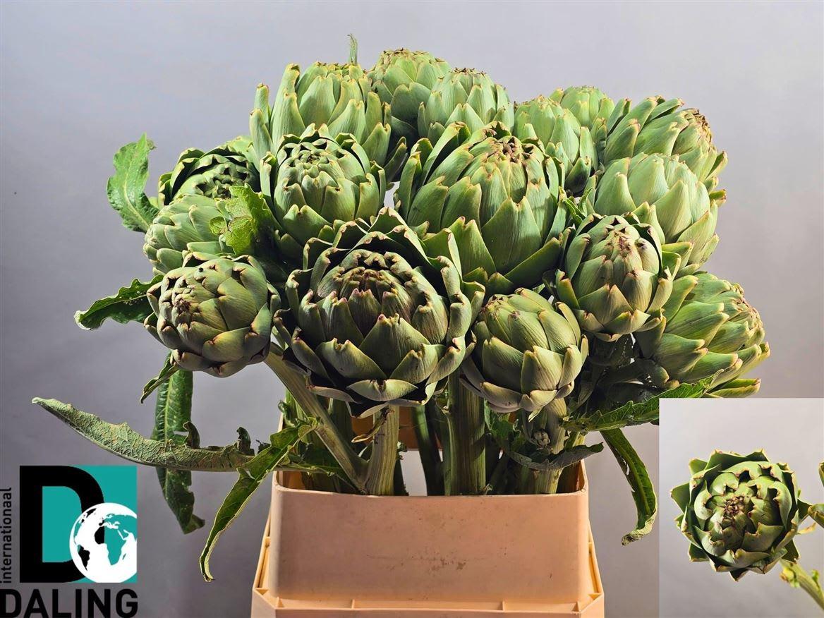 Срезанные цветы оптом Cynara scolymus purple от 10шт из Голландии с доставкой по России