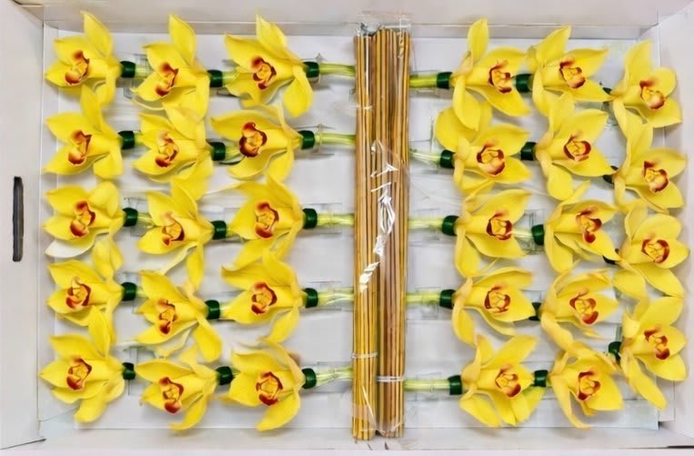 Срезанные цветы оптом Cymbidium stick yellow от 50шт из Голландии с доставкой по России