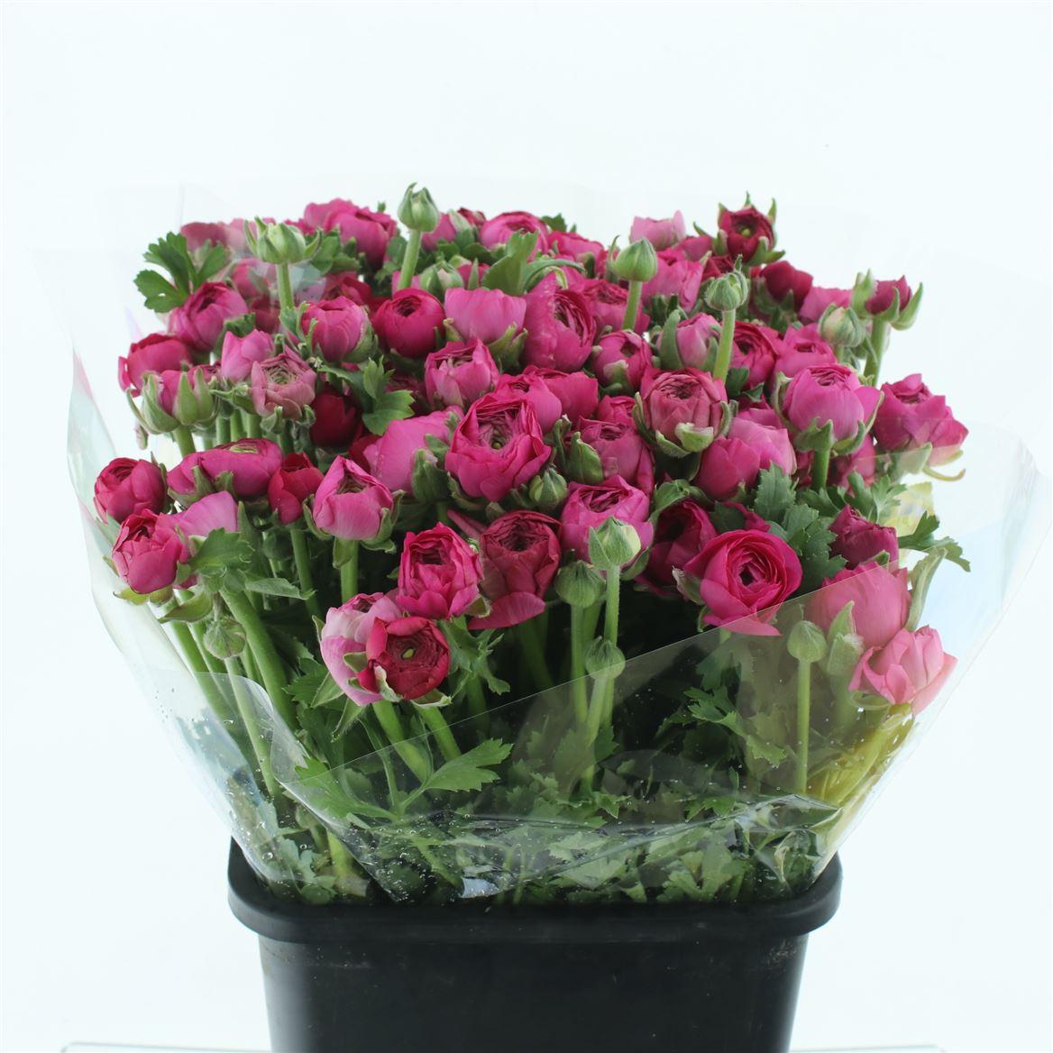 Срезанные цветы оптом Ranunculus hot pink от 100шт из Голландии с доставкой по России Срезанные цветы оптом Ranunculus hot pink от 100шт из Голландии с доставкой по России