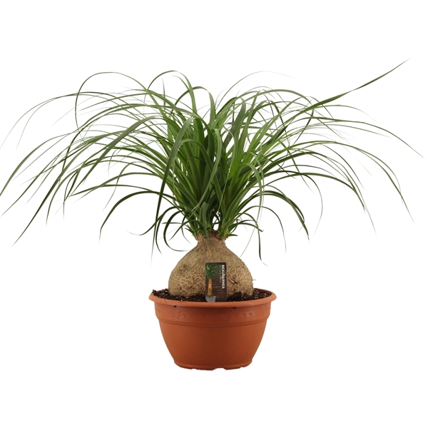 Горшечные цветы и растения оптом Beaucarnea Bol от 1шт из Голландии с доставкой по России