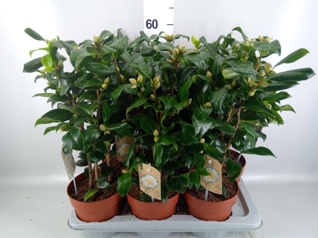 Горшечные цветы и растения оптом Camellia Japonica brushfield Yell от 6шт из Голландии с доставкой по России