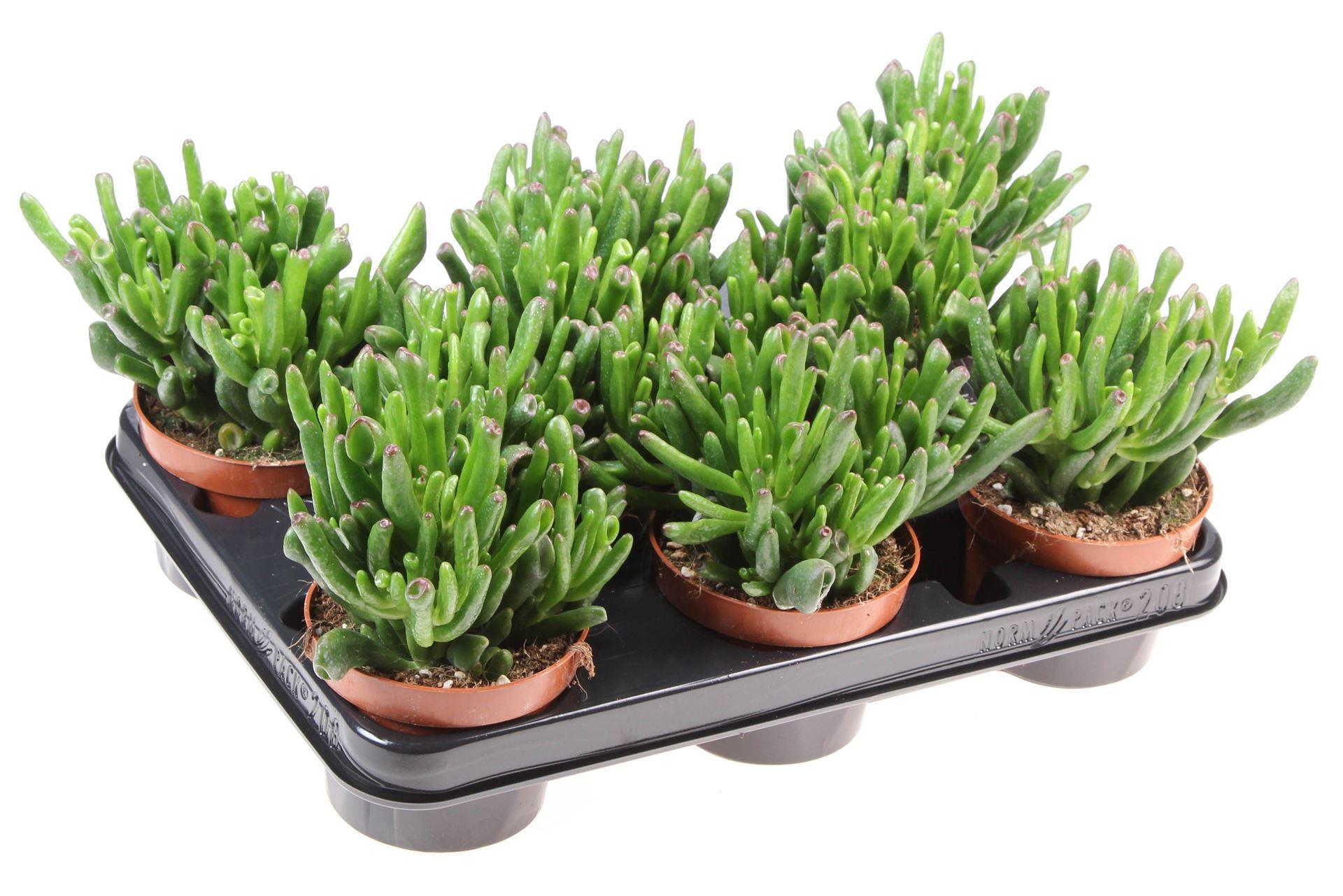 Горшечные цветы и растения оптом Crassula Ovata hobbit от 8шт из Голландии с доставкой по России