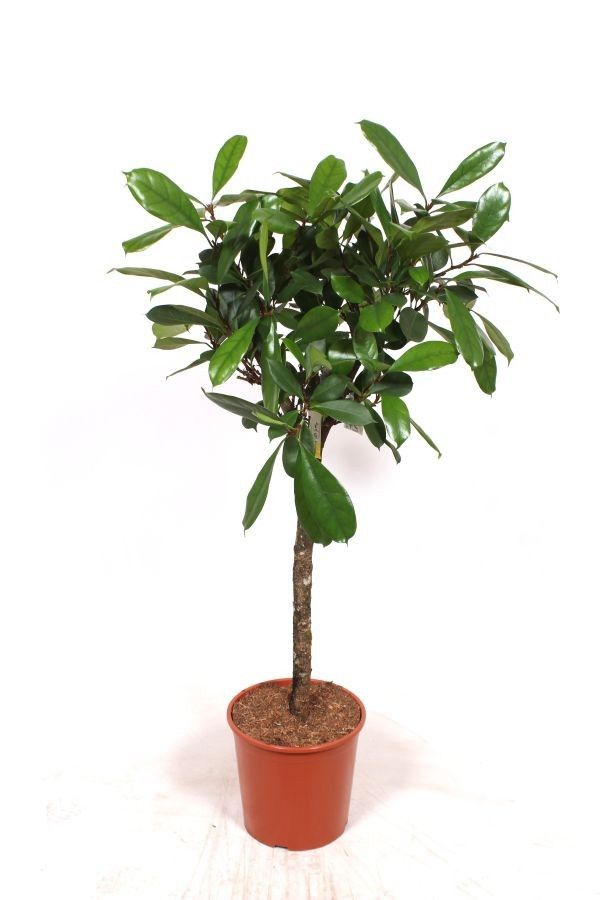 Горшечные цветы и растения оптом Ficus Cyathistipula On Stem от 1шт из Голландии с доставкой по России
