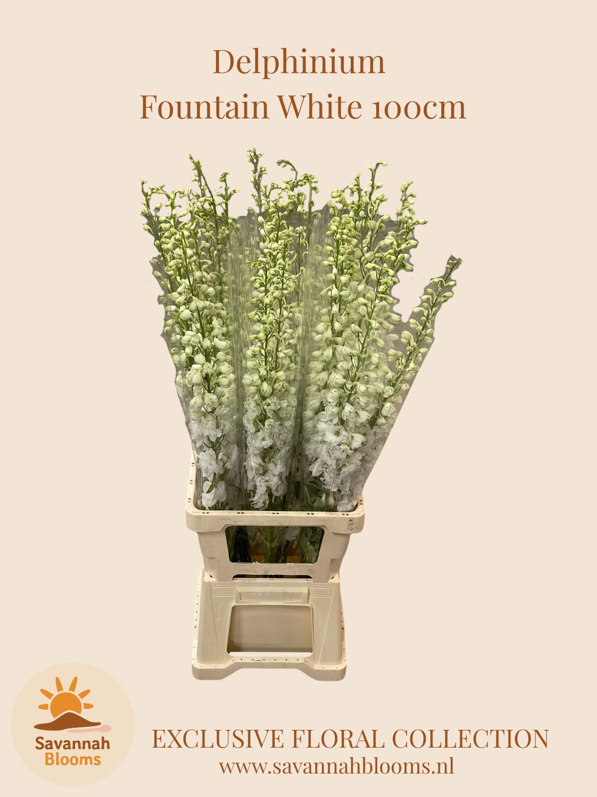 Срезанные цветы оптом Delphinium el magic fountains white от 30шт. из Голландии с доставкой по России