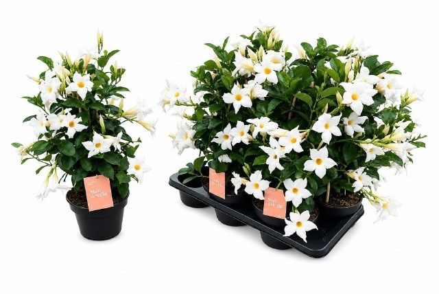 Горшечные цветы и растения оптом Mande Sun White от 6шт из Голландии с доставкой по России