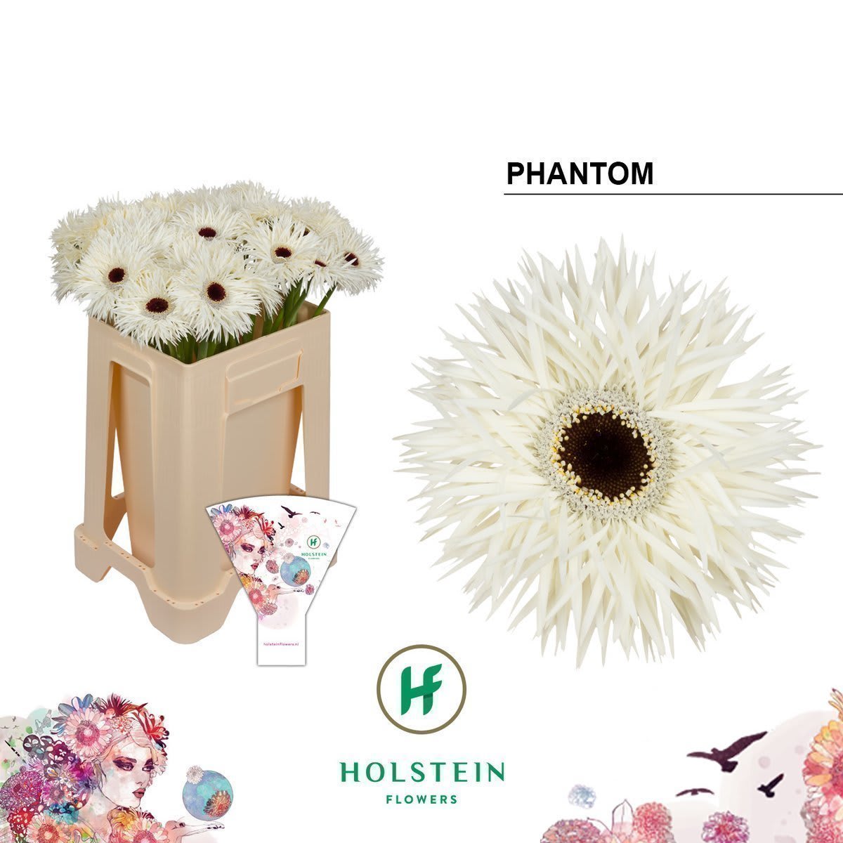 Срезанные цветы оптом Gerbera phantom от 40шт из Голландии с доставкой по России
