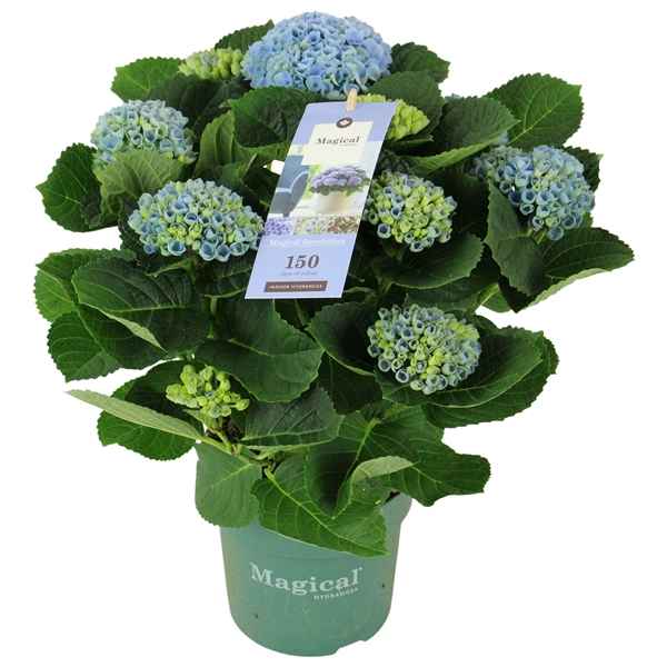 Горшечные цветы и растения оптом Hydrangea Magical Revolution ® Blue 7/8 Flowers от 6шт из Голландии с доставкой по России