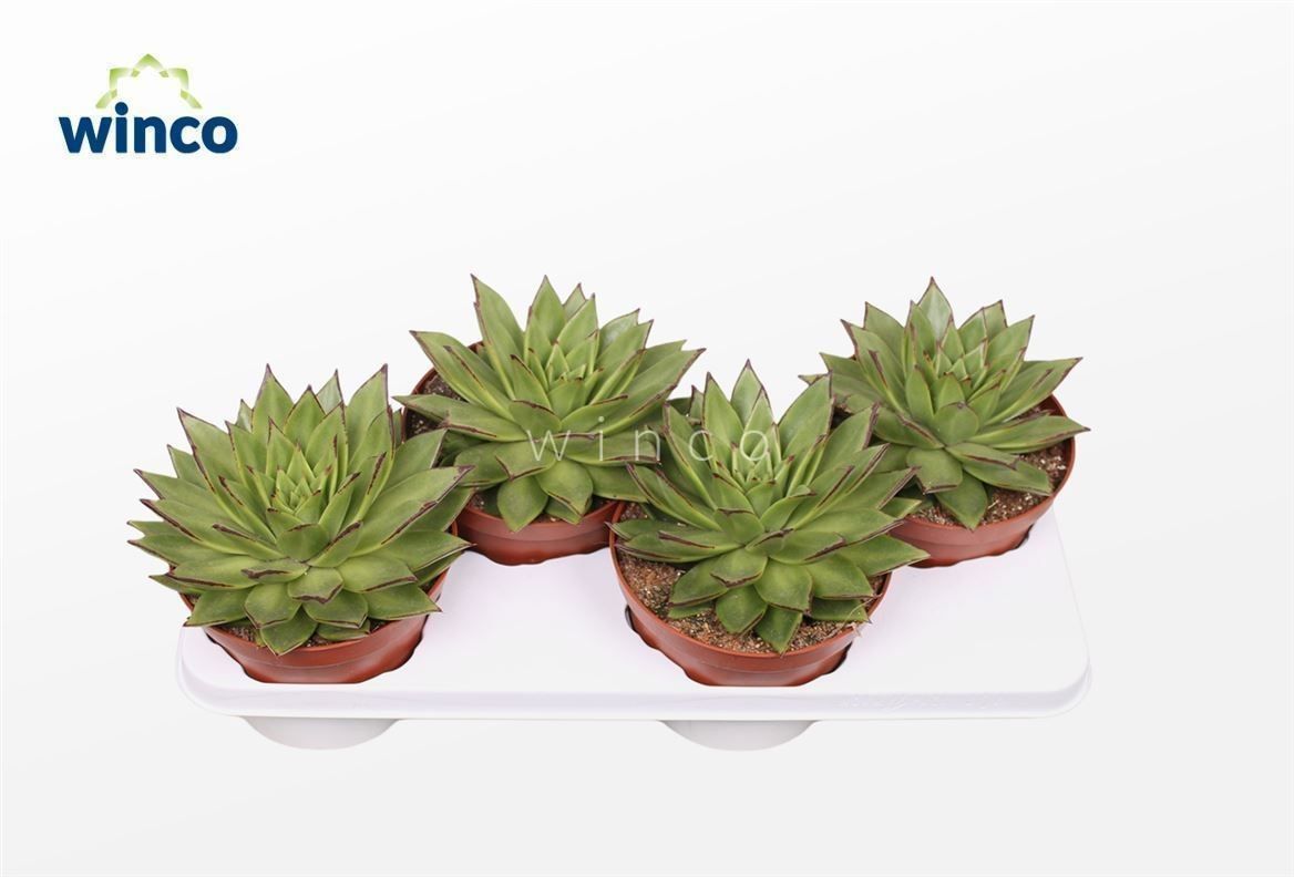 Горшечные цветы и растения оптом Echeveria Lipstick от 3шт из Голландии с доставкой по России