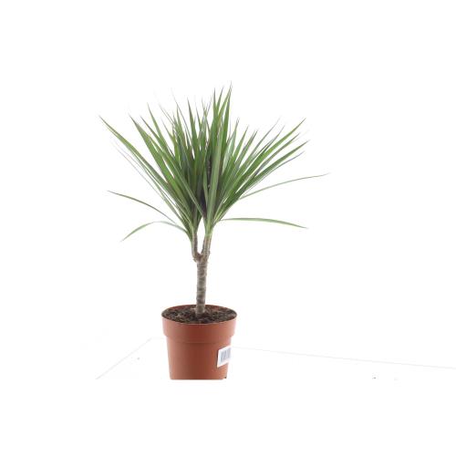 Горшечные цветы и растения оптом Dracaena Marginata от 1шт из Голландии с доставкой по России