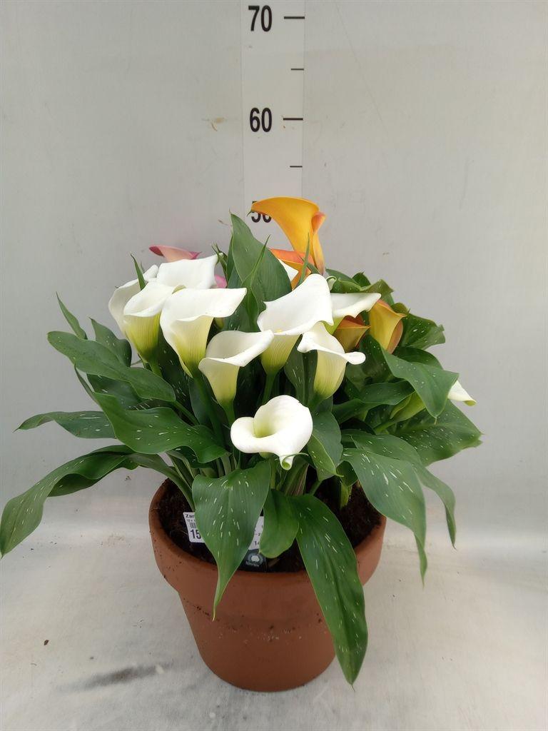 Горшечные цветы и растения оптом Zantedeschia   ... от 1шт из Голландии с доставкой по России