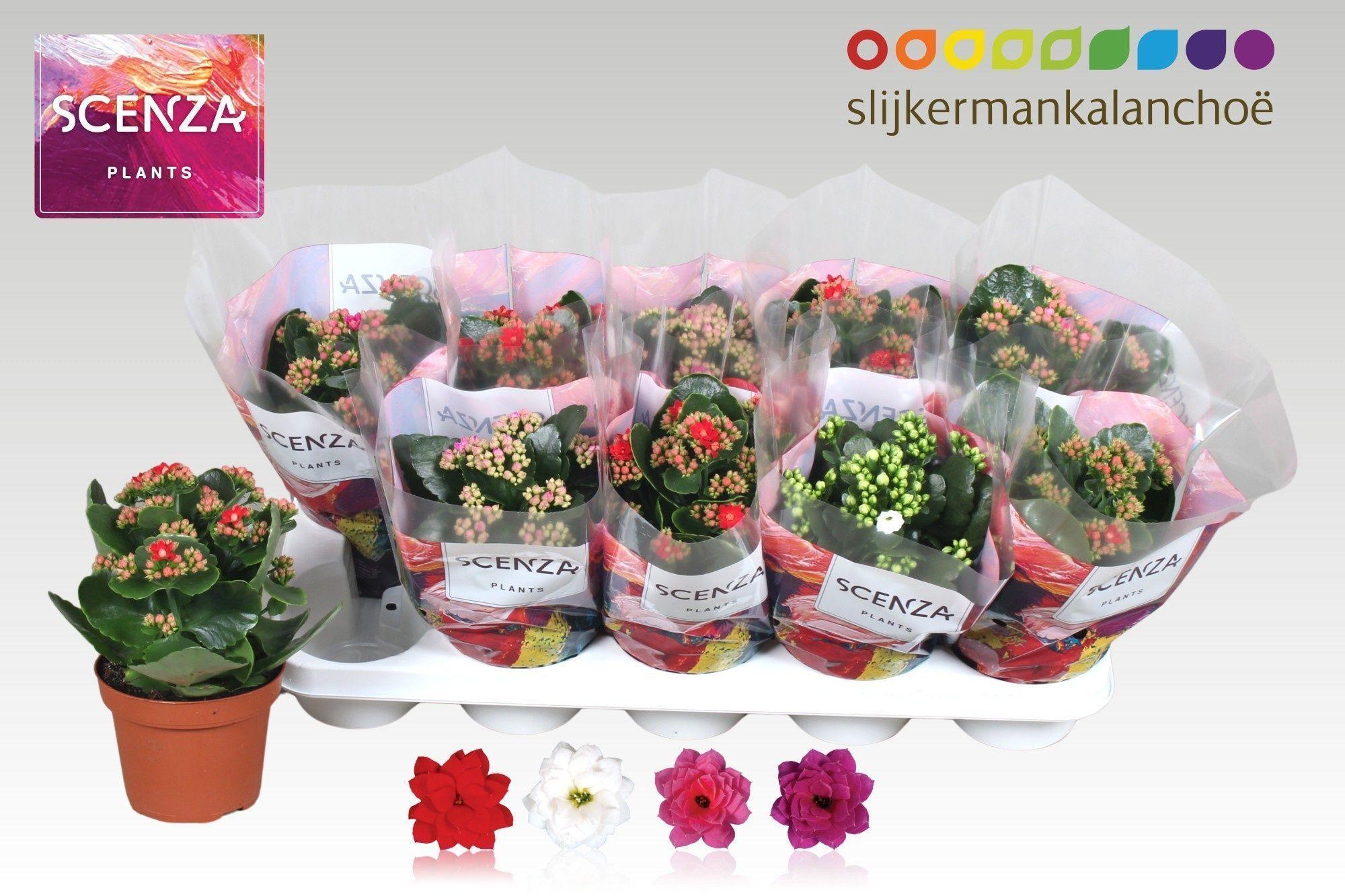 Горшечные цветы и растения оптом Kal Ge Gem 4 Kl от 10шт из Голландии с доставкой по России