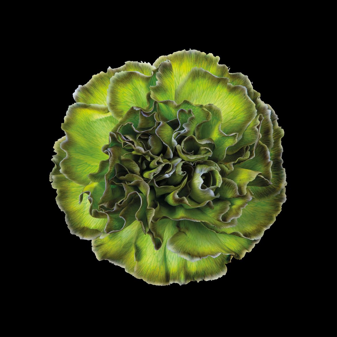 Срезанные цветы оптом Dianthus st paint polar light от 80шт из Голландии с доставкой по России