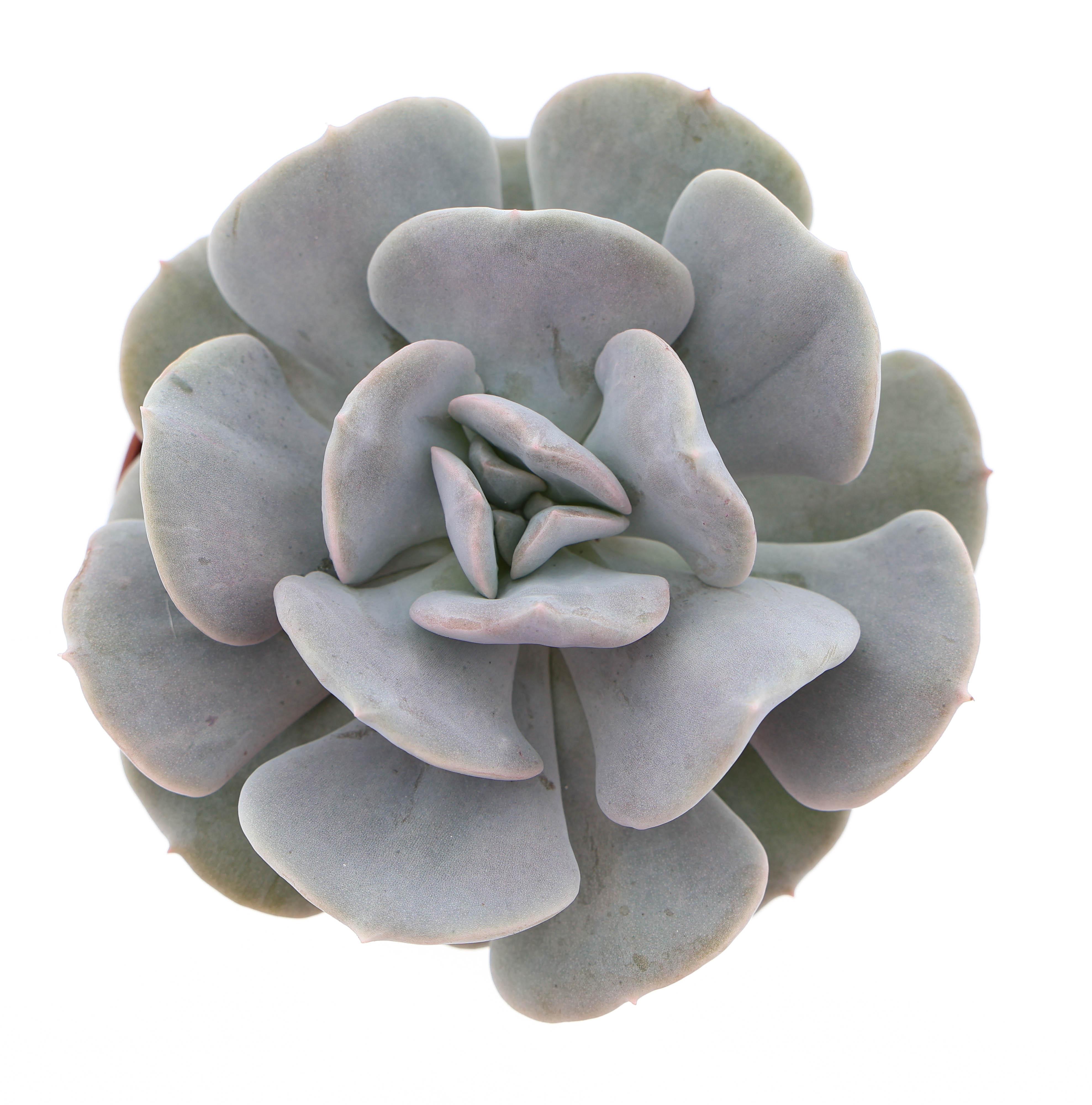 Горшечные цветы и растения оптом Echeveria Quebec от 12шт (для телеги) из Голландии с доставкой по России