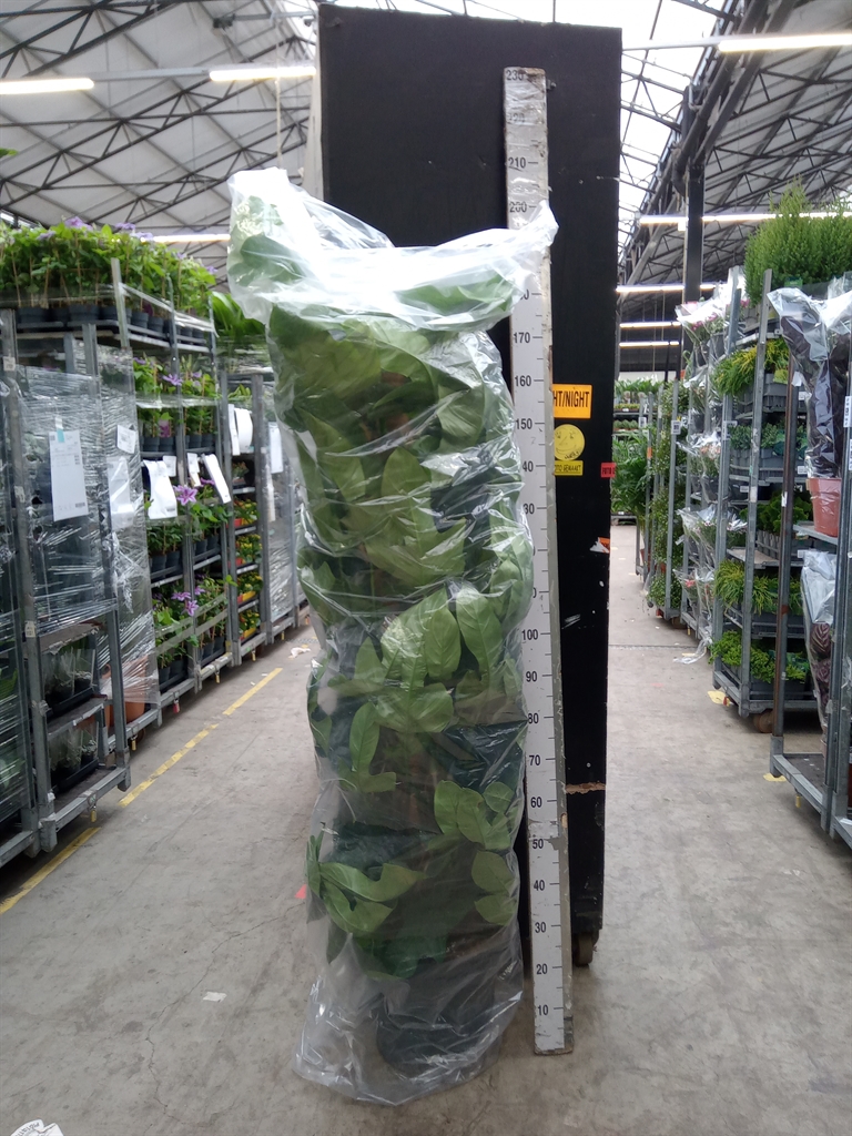 Горшечные цветы и растения оптом Philodendron Bipennifolium от 1шт из Голландии с доставкой по России