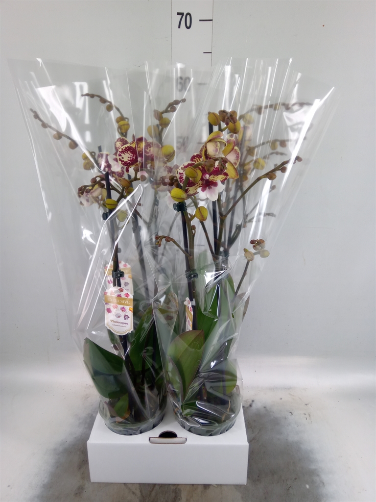 Горшечные цветы и растения оптом Phalaenopsis   ...red от 4шт из Голландии с доставкой по России