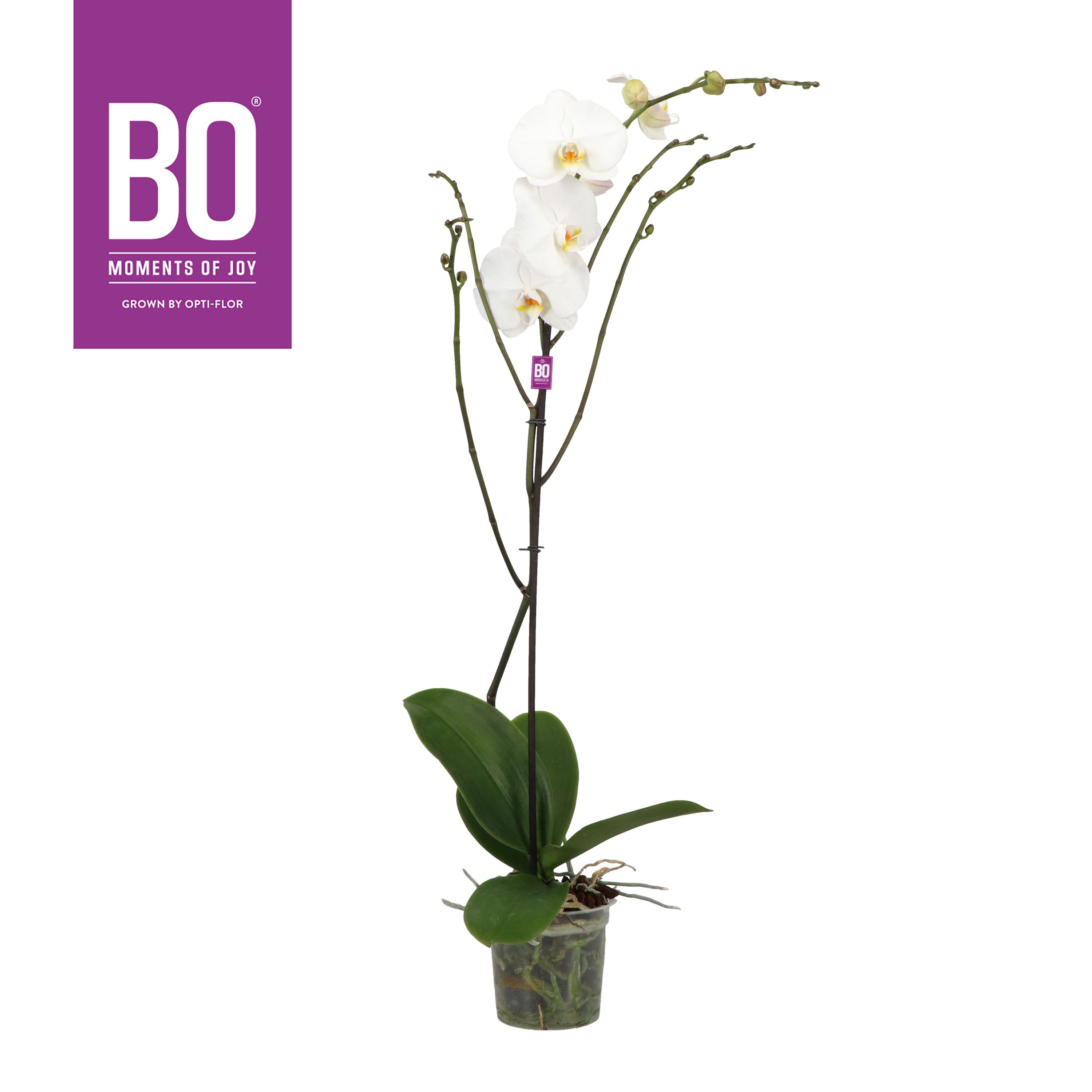 Горшечные цветы и растения оптом Phal 1st Bo King White 9+ (opti) от 6шт из Голландии с доставкой по России