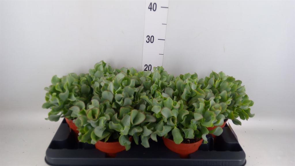 Горшечные цветы и растения оптом Crassula Arborescens от 5шт из Голландии с доставкой по России